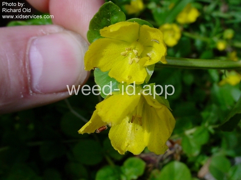 moneywort